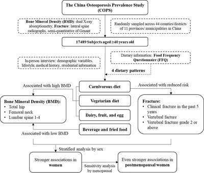 Associations of different dietary patterns, bone mineral density, and fracture risk among elderly women: the China Osteoporosis Prevalence Study